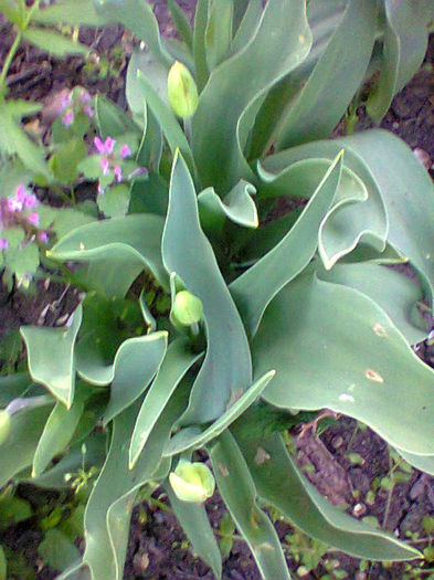 Fotogr.1016
