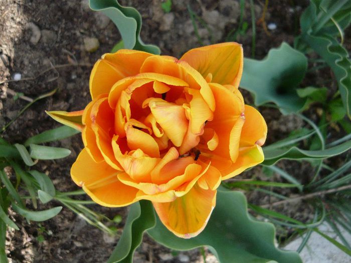 Picture 1711 - curtea primavara