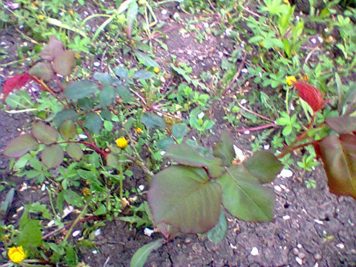 Fotogr.1020
