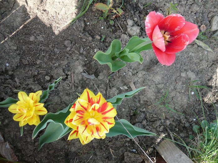 Picture 1721 - curtea primavara