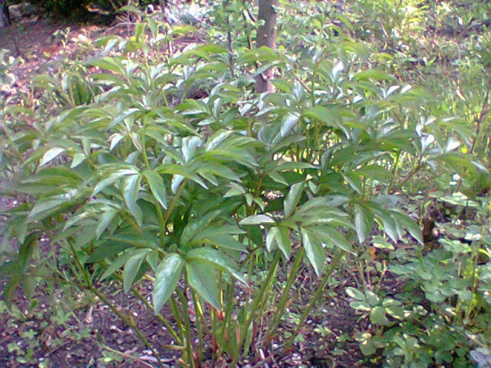 Fotogr.1022