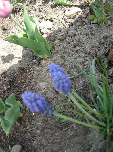 Picture 1722 - curtea primavara