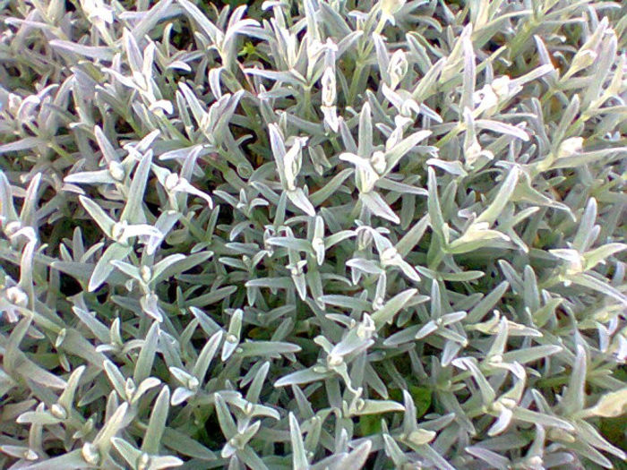 Fotogr.1023