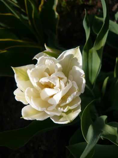 Picture 1724 - curtea primavara