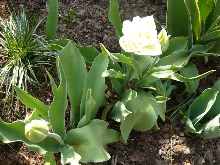 Picture 1725 - curtea primavara