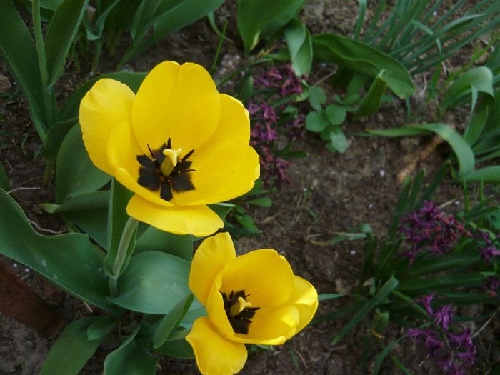 Picture 1727 - curtea primavara