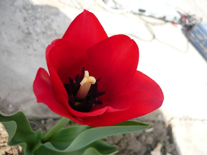 Picture 1737 - curtea primavara