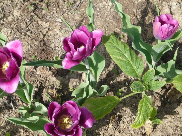 Picture 1739 - curtea primavara