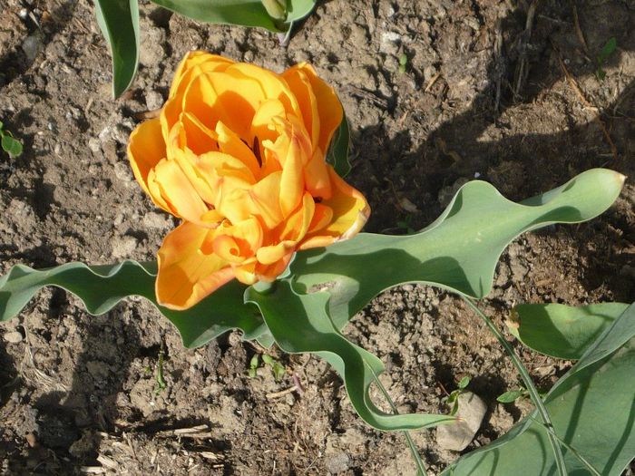 Picture 1741 - curtea primavara