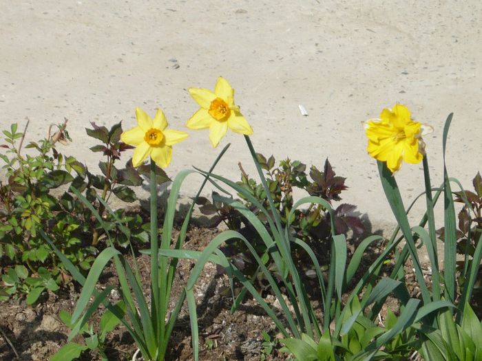 Picture 1742 - curtea primavara