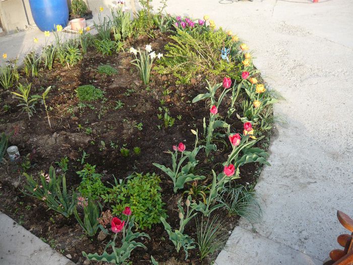 Picture 1743 - curtea primavara