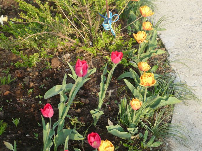 Picture 1745 - curtea primavara