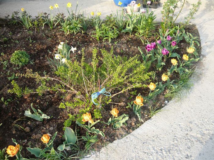 Picture 1747 - curtea primavara