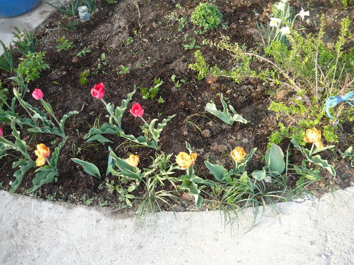 Picture 1748 - curtea primavara