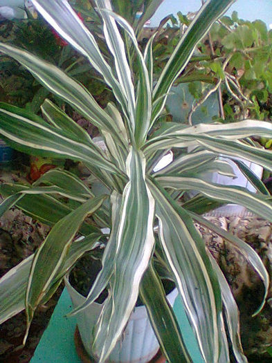 Fotogr.1036 - flori de ghiveci