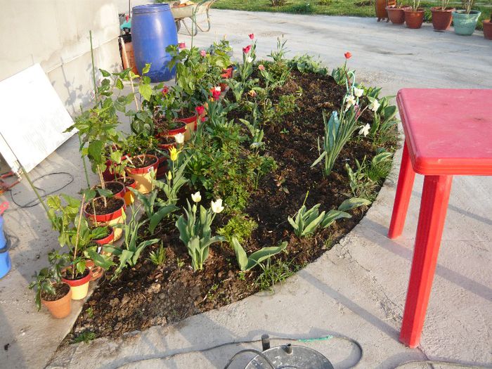 Picture 1749 - curtea primavara