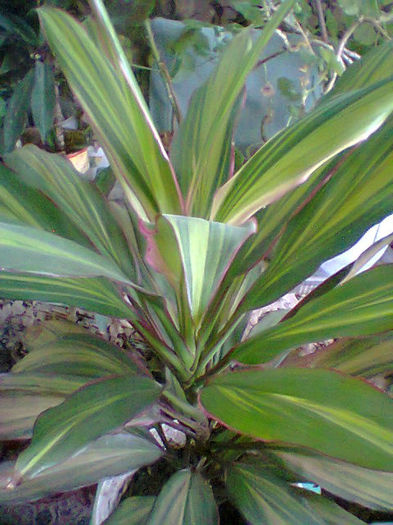 Fotogr.1038 - flori de ghiveci