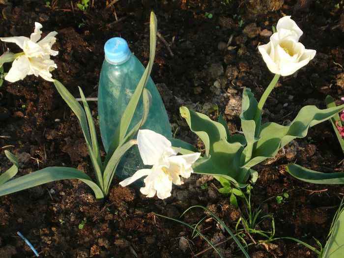 Picture 1752 - curtea primavara