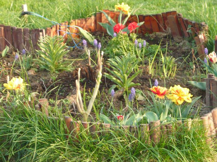 Picture 1754 - curtea primavara