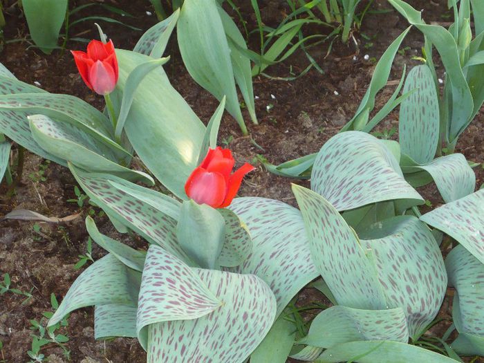 Picture 1761 - curtea primavara