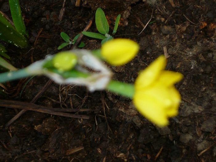 Picture 1763 - curtea primavara