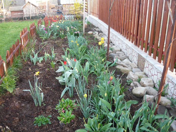 Picture 1765 - curtea primavara