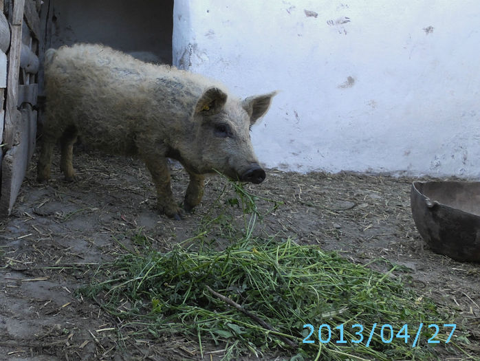 Mangalita