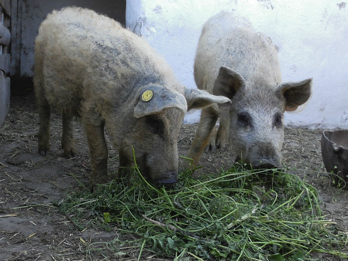 Mangalita