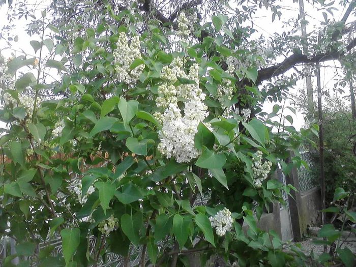 liliac  alb  batut - flori  diverse