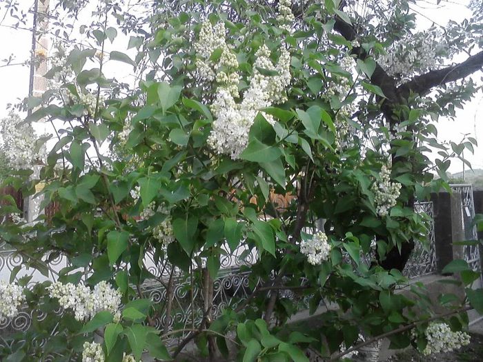 P270413_19.13_[02]; liliac  alb  batut
