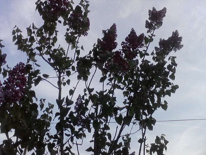 P270413_19.13_[03] - flori  diverse