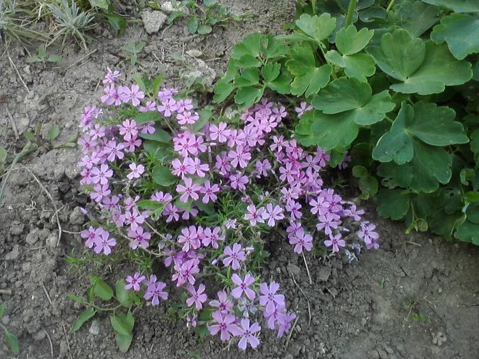 campanula  de  gradina - flori  diverse