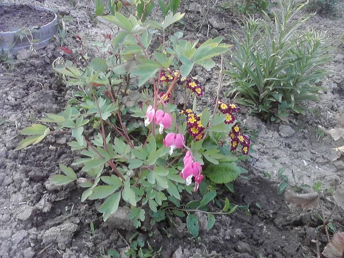 cercelus  de  gradina