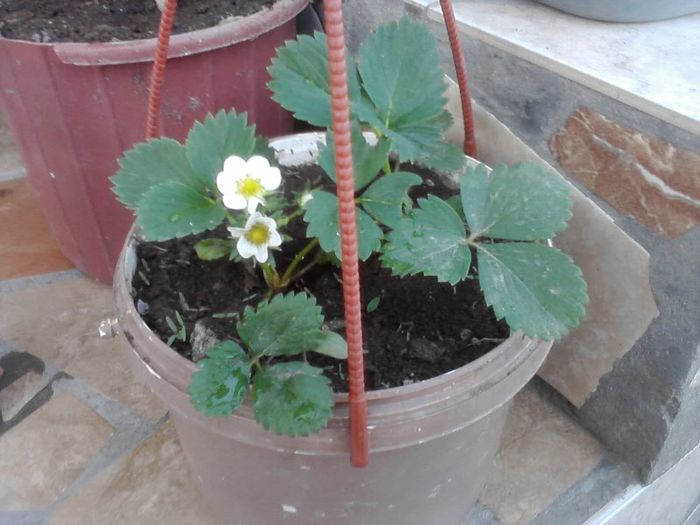 capsuni  curgatoare; Capsuni curgatoare!
