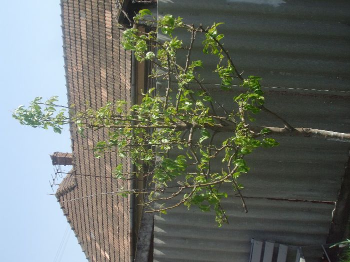 DSCF6272 - gradina mea