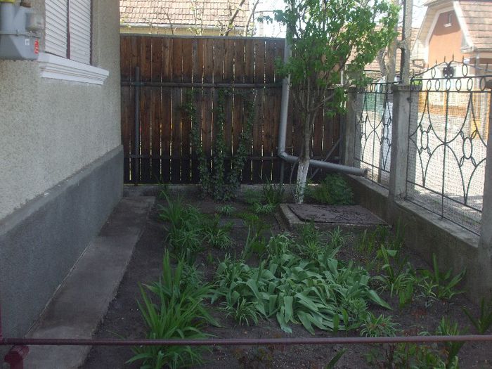 DSCF6275 - gradina mea