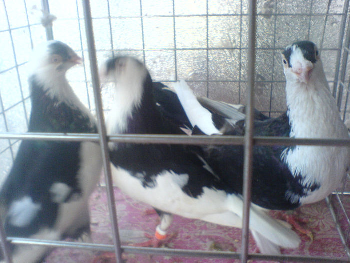 Copy of DSC00599