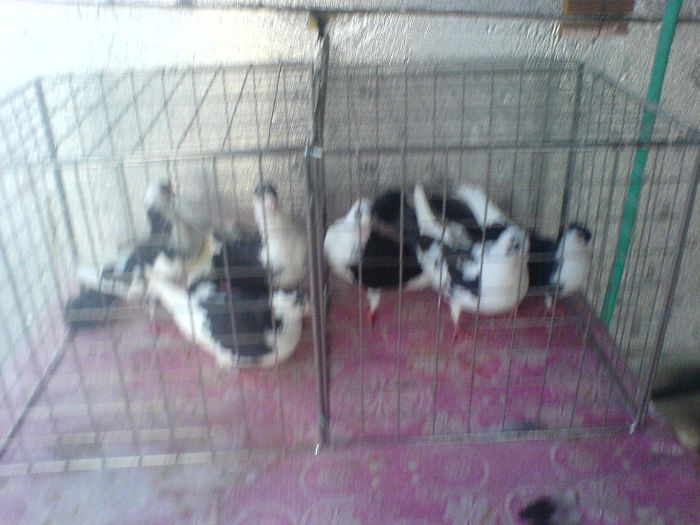 Copy of DSC00602