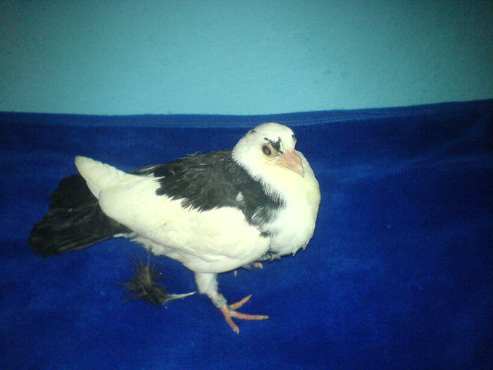 DSC00521