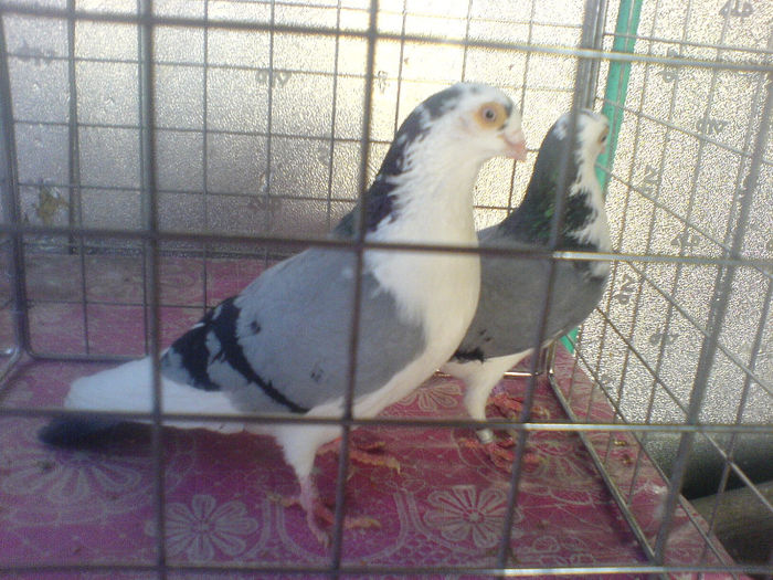 DSC00576