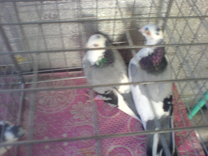 DSC00580