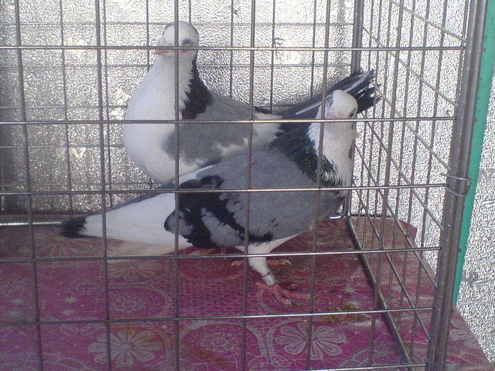 DSC00584