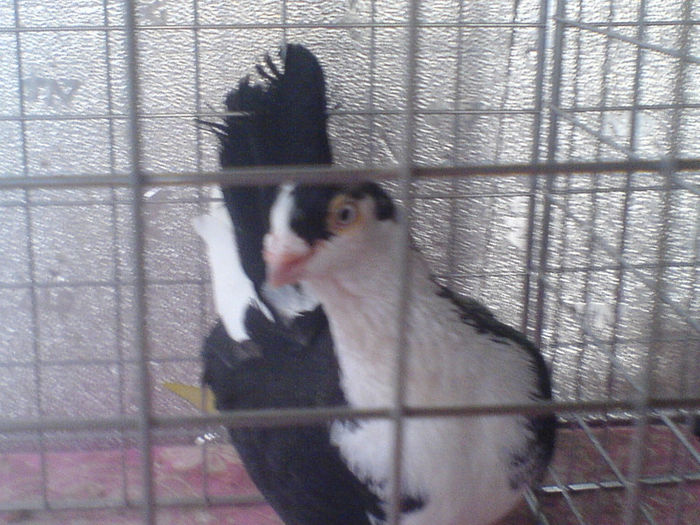 DSC00586