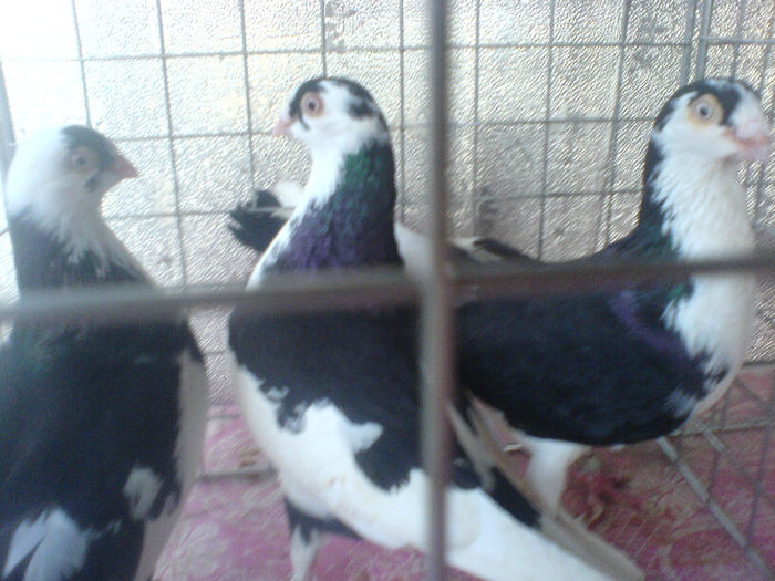 DSC00600