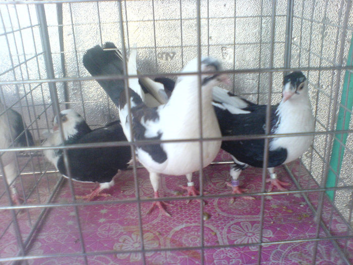DSC00601