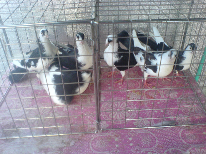 DSC00603