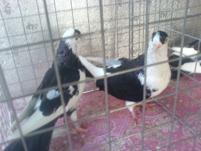 DSC00606