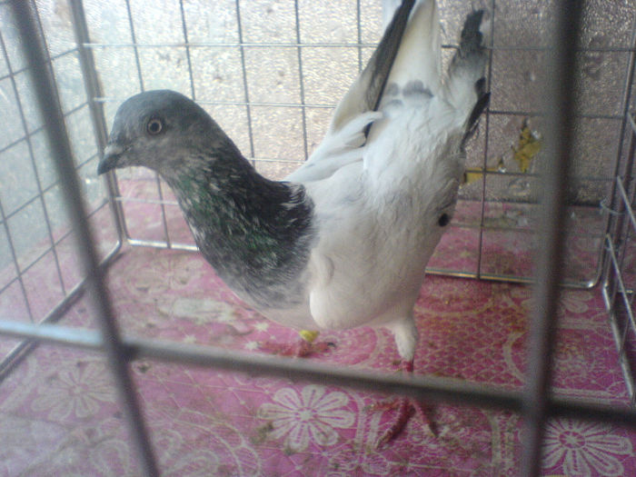 DSC00609