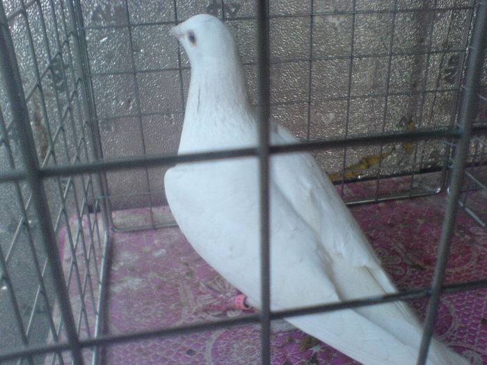 DSC00612
