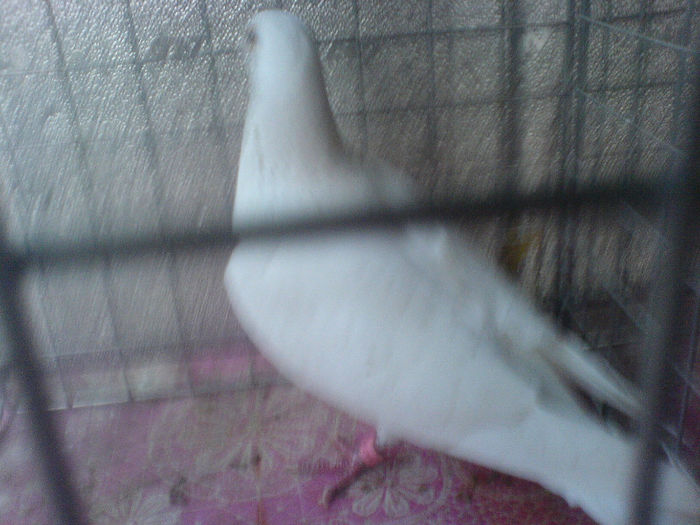 DSC00613